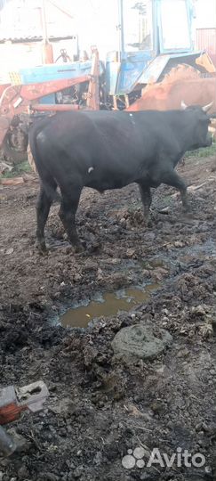 Бык и телка