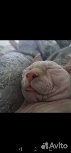 Двэльф вязка(можно за котёнка) с документами и без