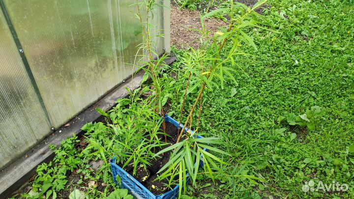 Ива извилистая Тортуоза, Шверина, Нана