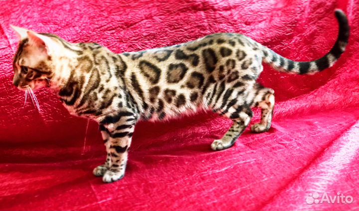 Бенгал вязка