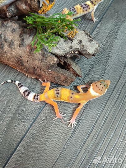 Малыши ящерята эублефар