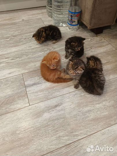 Котята мейн-кун