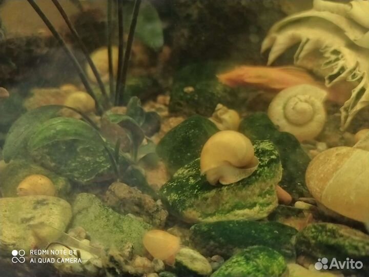 Ампулярии, меченосцы, гуппи Эндера в центре