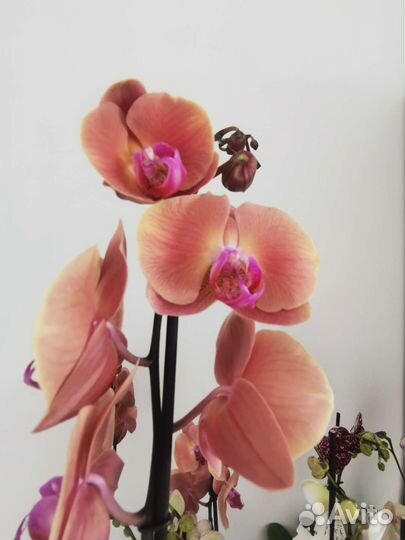 Орхидея отцвели Вулкано Volcano золотое яблоко