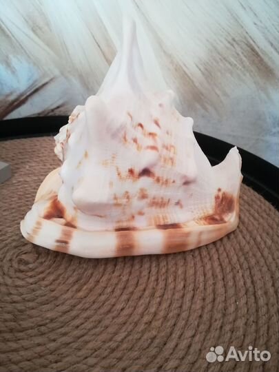 Большая морская раковина