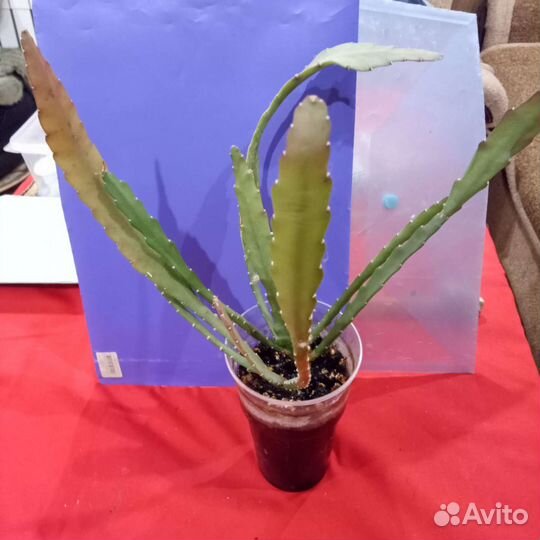 Цветок декабрист алый