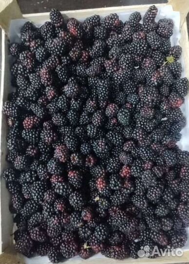 Ягода оптом