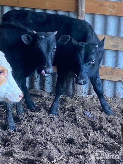 Бычки 7 голов