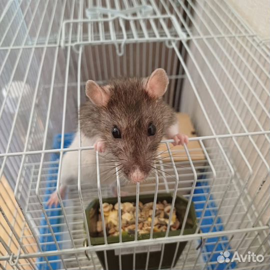 Крыса домашняя