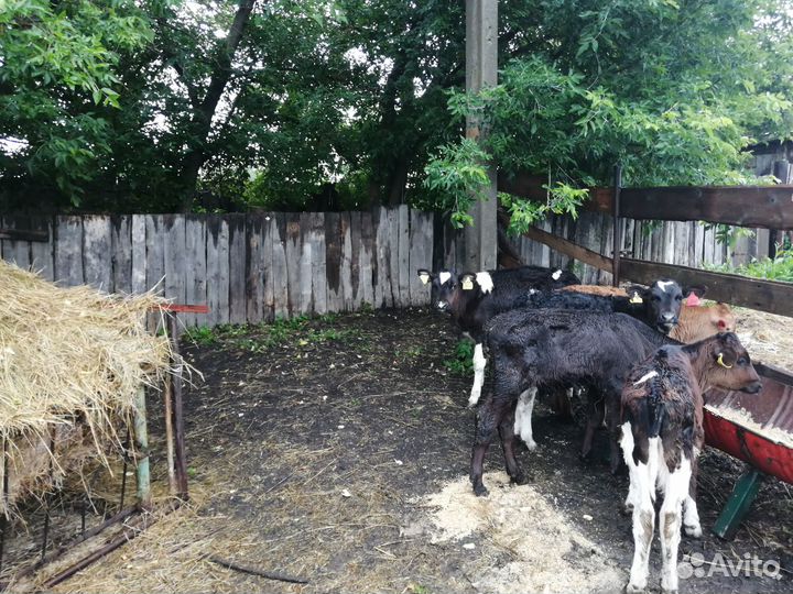 Продам телят
