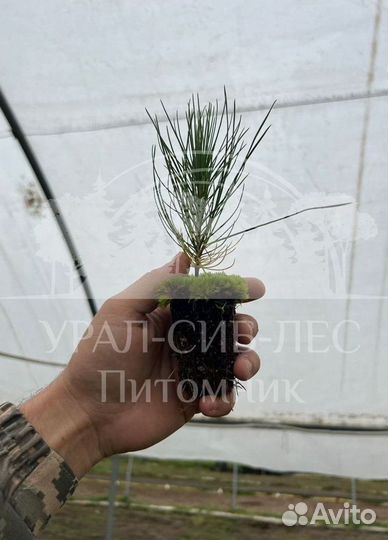 Лиственница Сибирская зкс сеянцы