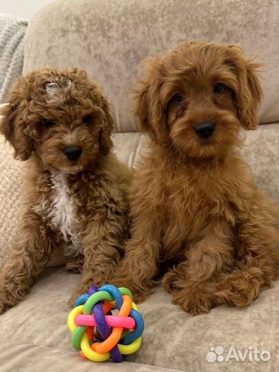 Щенки кавапу