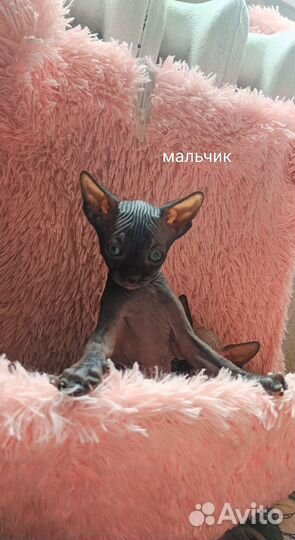 Канадский сфинкс котенок