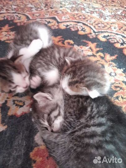 Котята
