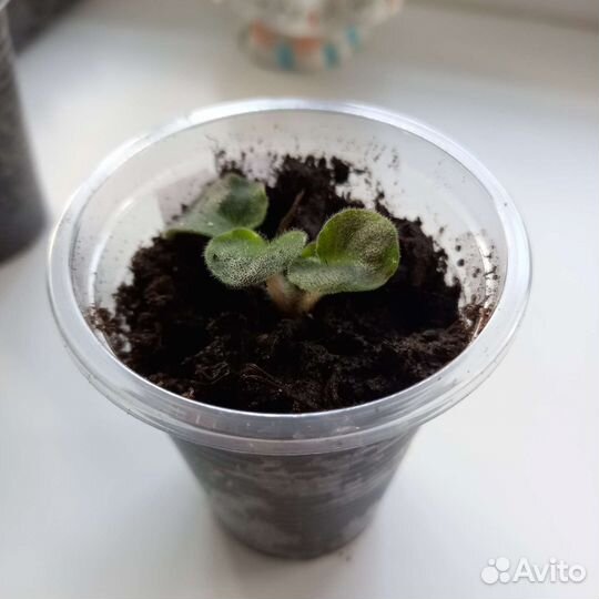 Фиалка TV жемчужина Нила