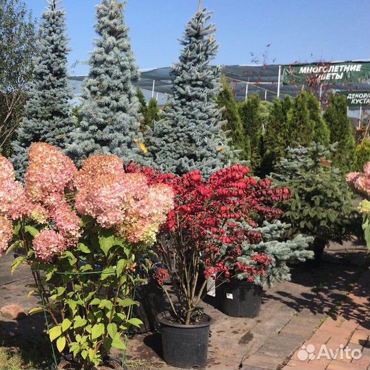 Лиственные деревья и кустарники