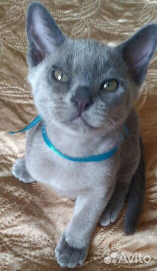 Котята европейской бурмы