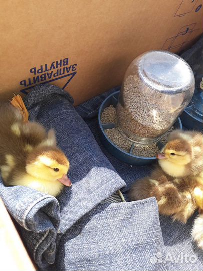 Индоутята домашние