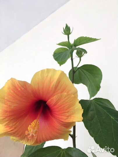 Сортовой гибискус 120 см