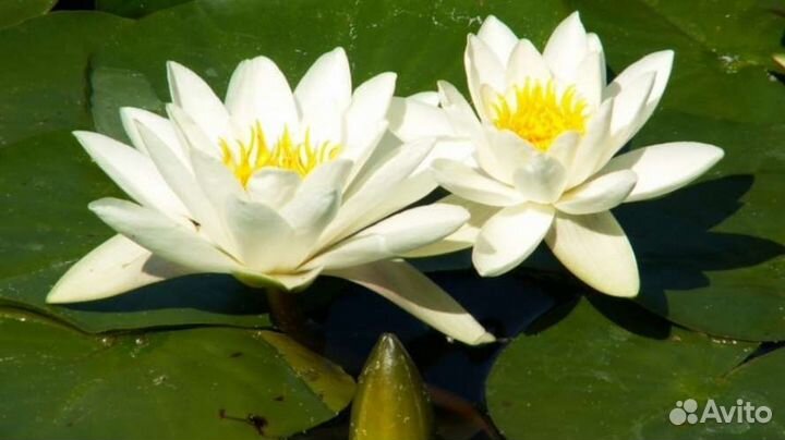 Нимфеи для пруда