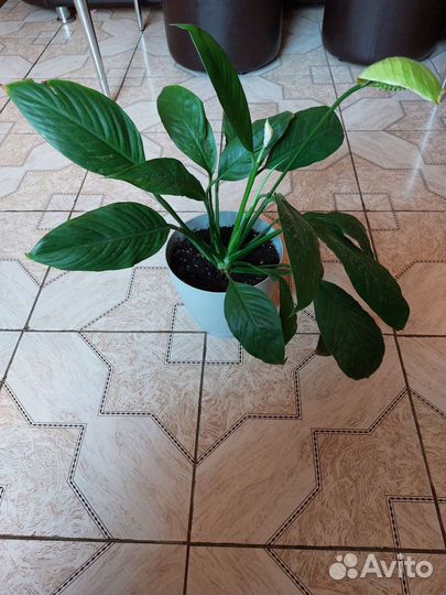 Спатифиллум