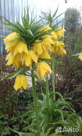 Рябчик императорский Lutea