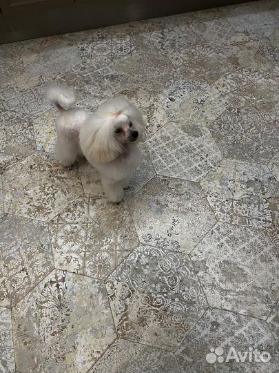 Килограмм счастья