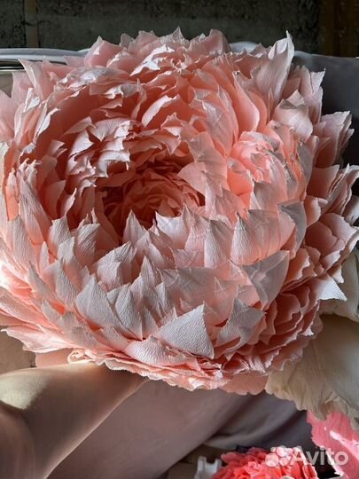 Ростовые цаеты