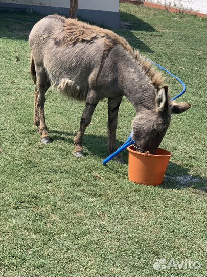 Осел,Ослы,Ослихи