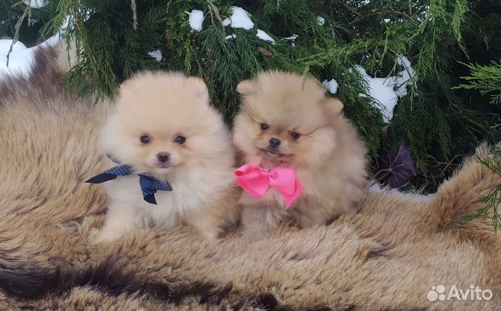 Щеночки Шпица