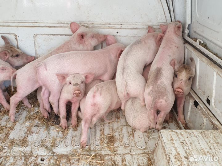 Поросят всегда есть в н-л ландрас-крупно-белая.п+д