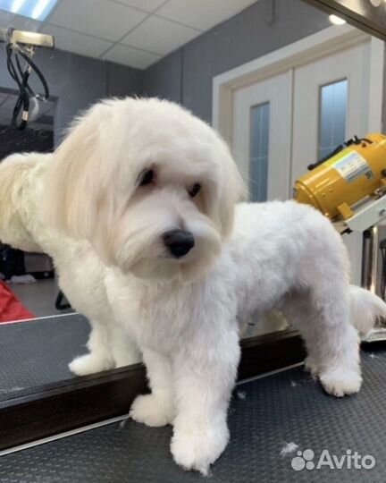 Мальтезе вязка