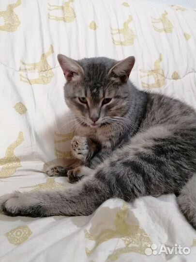 Очень ласковый котик