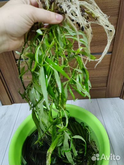 Для аквариума