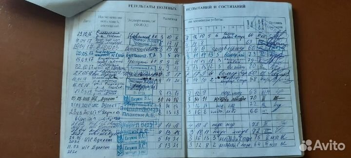 Готовятся к продаже щенки русско-европейская лайка