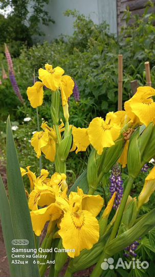 Ирис, ромашка