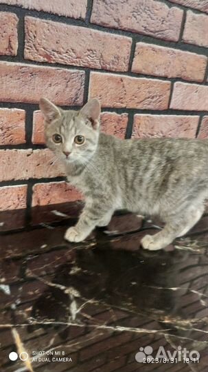 Пристраиваю в добрые ручки