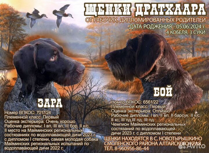 Щенки породы Дратхаар