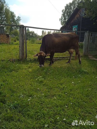 Корова дойная