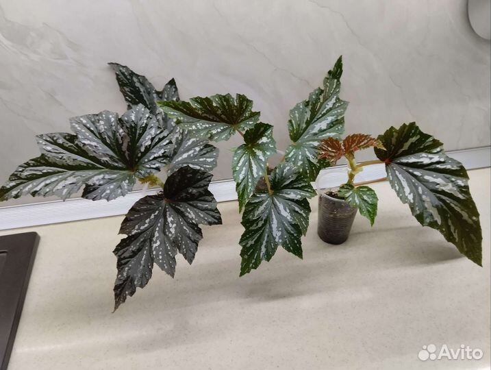 Бегонии природники, кейн