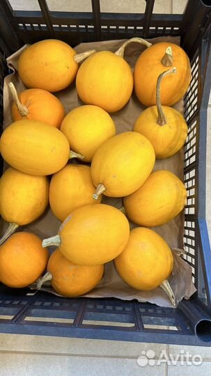 Тыква декоративная маленькая