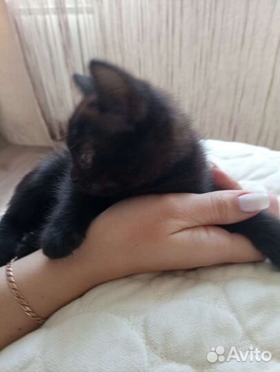 Кошка в дар бесплатно
