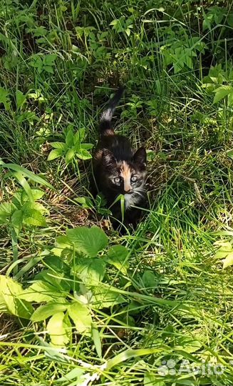 Котята безплатно. Рыжий и трехцветная