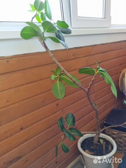 Фикус каучуконосный