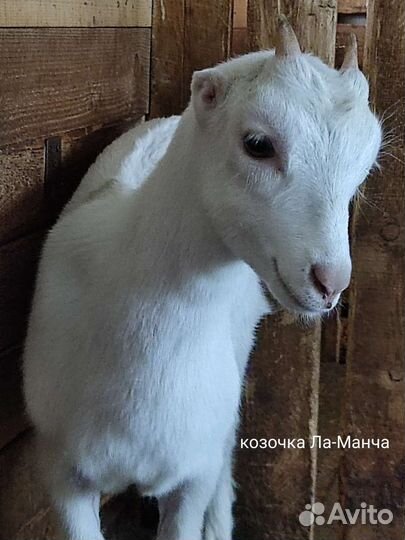 Козлята,Ла-Манча коза дойная с козочкой