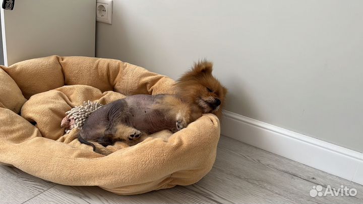 Передержка собак