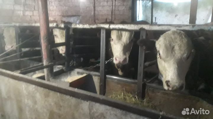 Быки 1,3-1,4 года