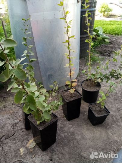 Барбарис. Спирея Голдфлейм куст