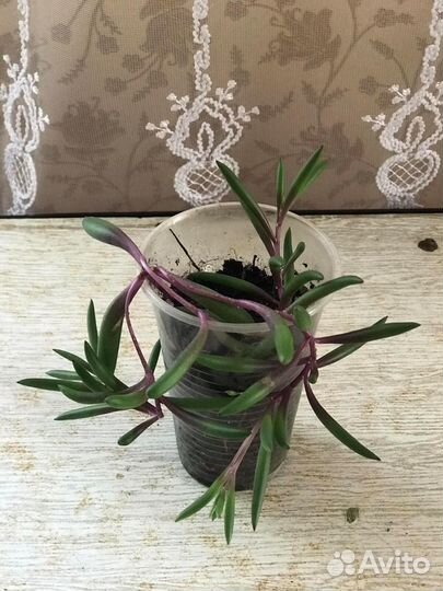 Суккуленты