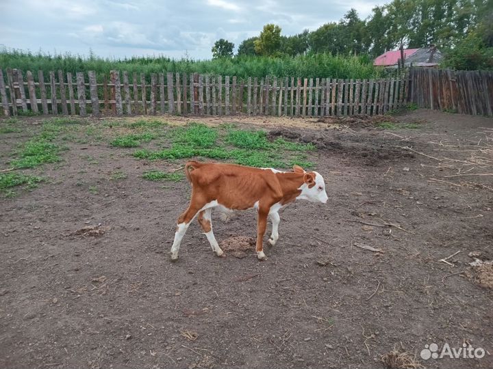 Хряк и телята